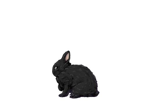 Netherland Dwarf